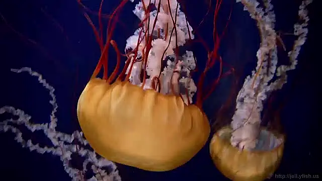 streamy test15 online show from 6, 4, 2026