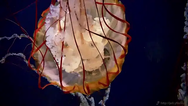 streamy test15 online show from 16, 4, 2026