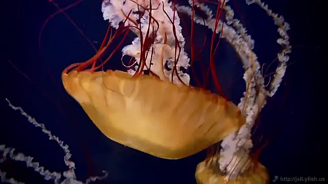 streamy test15 online show from 17, 11, 2025