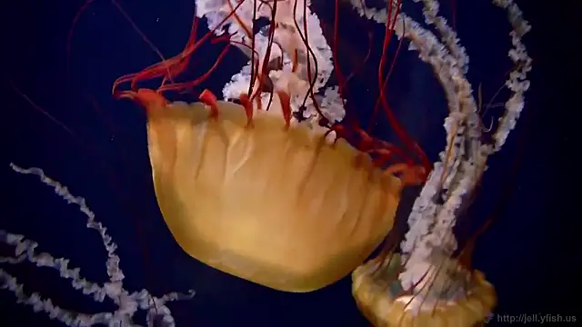 streamy test15 online show from 2, 2, 2026