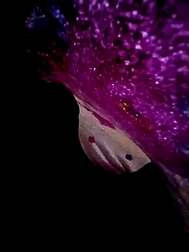 morenogts69 online show from 23, 9, 2025