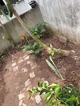 king cum  online show from 11, 2, 2026