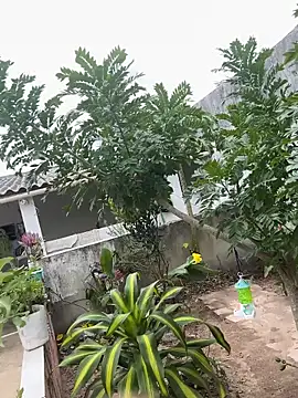 king cum  online show from 12, 2, 2026