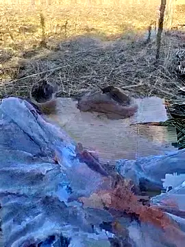 Snapshot of murokkk31 chatting on 2, 11, 2025 murokkk31 online show from 2, 11, 2025