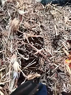 Snapshot of murokkk31 chatting on 27, 11, 2025 murokkk31 online show from 27, 11, 2025