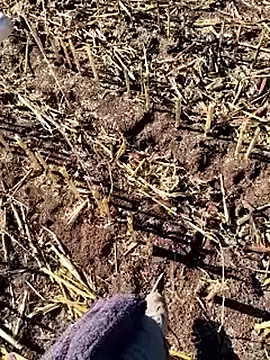 Snapshot of murokkk31 chatting on 18, 12, 2025 murokkk31 online show from 18, 12, 2025