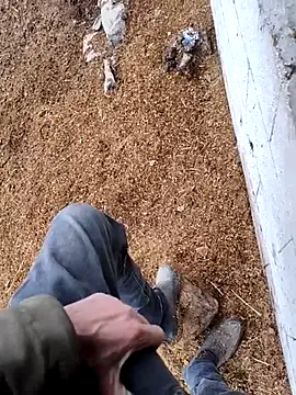 Snapshot of murokkk31 chatting on 15, 11, 2025 murokkk31 online show from 15, 11, 2025