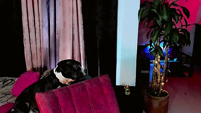 the-horus-girl online show from 15, 2, 2026