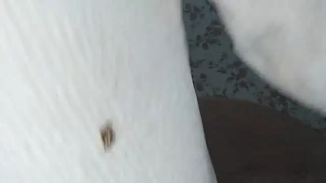 mei hosina online show from 18, 2, 2026