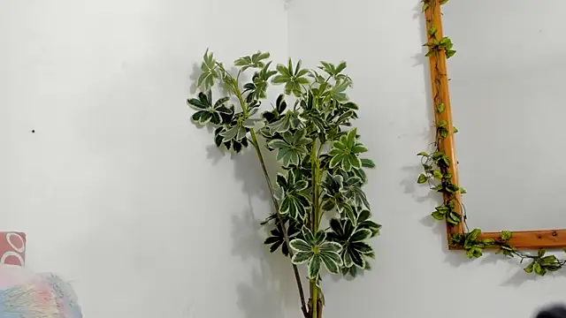 BonnieCute  online show from 17, 12, 2025