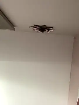 Larabrooks online show from 9, 10, 2025