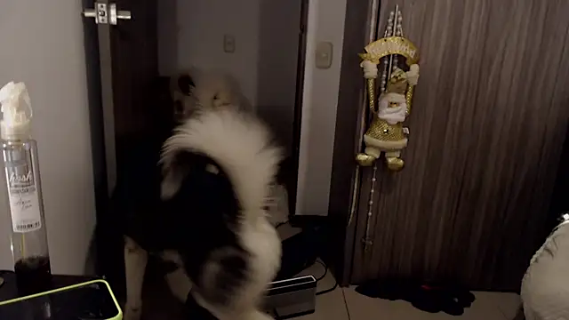 Snapshot of thomas_gun chatting on 14, 1, 2025 thomas gun online show from 14, 1, 2025