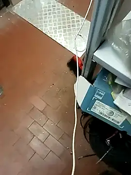 Porco81cazzo online show from 21, 12, 2025