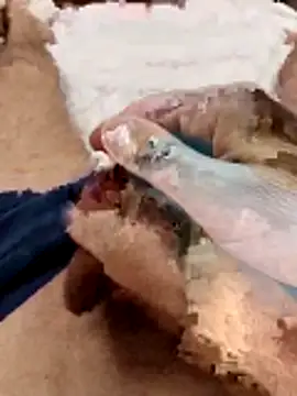 Sperma-V-rotik online show from 22, 12, 2025