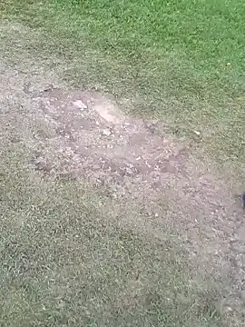 sophie banger online show from 5, 11, 2025