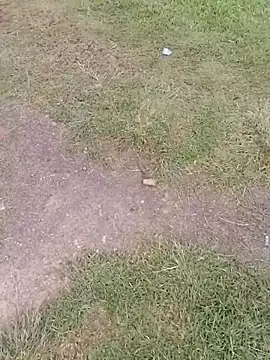 sophie banger online show from 24, 11, 2025