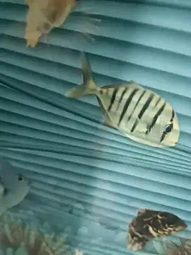 Mr joh online show from 7, 11, 2025