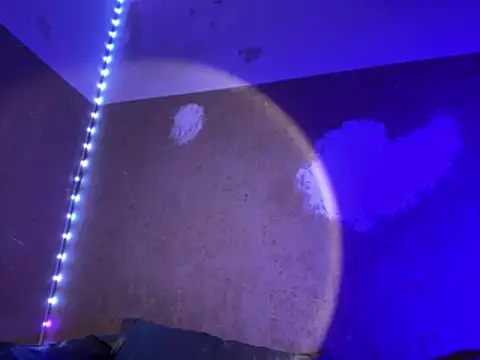 saint cat25 online show from 27, 3, 2026