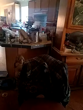 wilsons12 online show from 28, 11, 2025