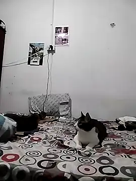 safira hot online show from 21, 4, 2026