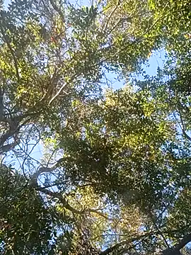 Buffshagswell online show from 18, 11, 2025