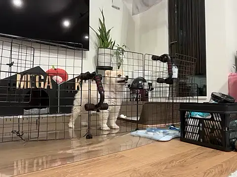 kensnb online show from 28, 11, 2025