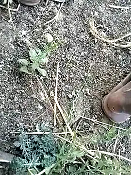 jellydicks online show from 8, 2, 2026