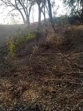 jellydicks online show from 21, 2, 2026