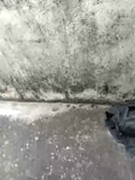 jellydicks online show from 14, 2, 2026