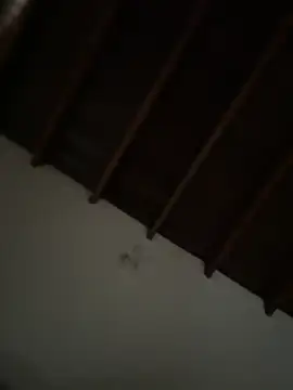 siri duque online show from 23, 3, 2026