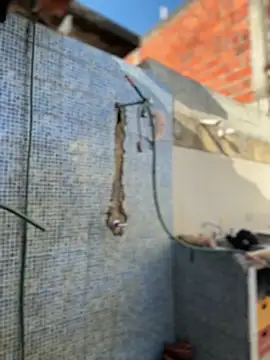 Leo bunny hot online show from 3, 2, 2026