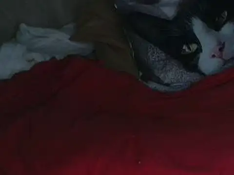 Snapshot of VeneRed chatting on 12, 10, 2025 VeneRed online show from 12, 10, 2025