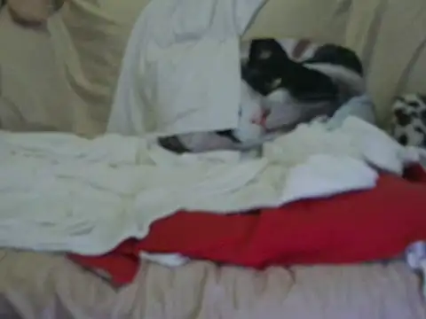 Snapshot of VeneRed chatting on 17, 10, 2025 VeneRed online show from 17, 10, 2025