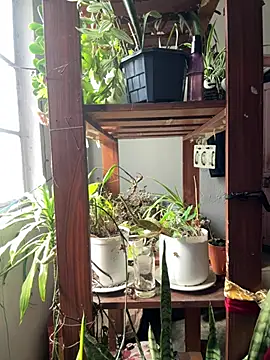 alburt 1996 online show from 4, 4, 2026