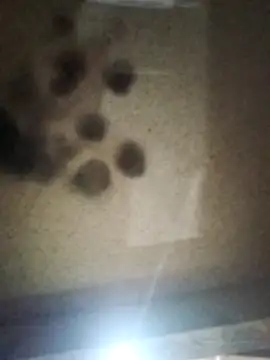 Leocesar37 online show from 10, 10, 2025