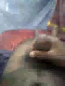 mallucallboy2104 online show from 15, 1, 2025