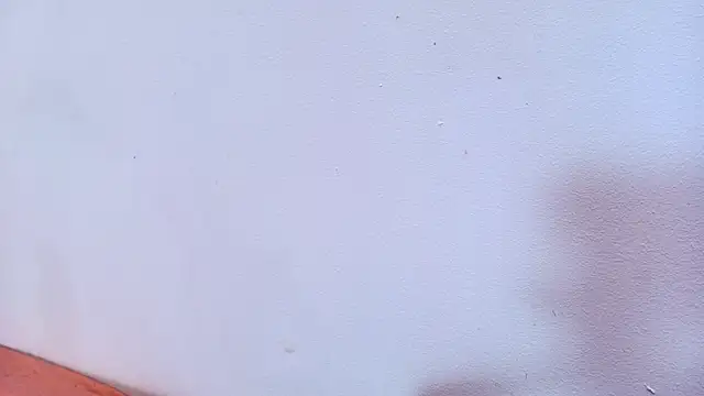 Amy wats0n online show from 12, 3, 2025