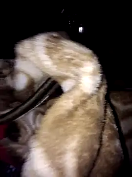 menakshiiikaur online show from 3, 3, 2025