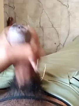 PracticalGum40 online show from 7, 1, 2026