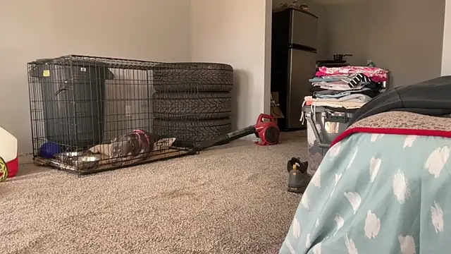 skarfosbabes69 online show from 20, 3, 2026