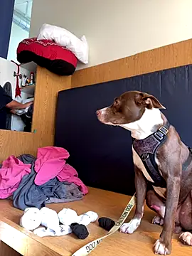 Snapshot of Dnasty408 chatting on 16, 10, 2025 Dnasty408 online show from 16, 10, 2025