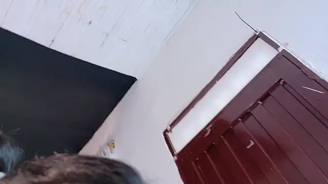 amabel zambrano online show from 5, 11, 2025