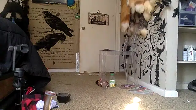 trashbrat online show from 3, 10, 2025