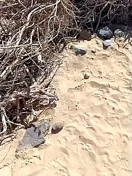 MountJohnXL online show from 20, 2, 2025