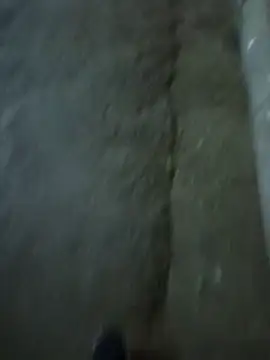 Raj41 online show from 3, 12, 2025