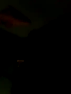 Raj41 online show from 15, 1, 2026