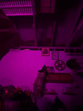 PhattPinxkTaco online show from 20, 2, 2026