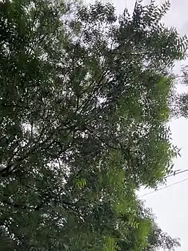 arevalo1124 online show from 11, 10, 2025