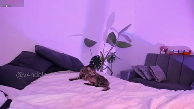 ggor4w33 online show from 9, 1, 2026