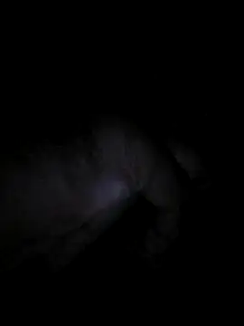 bong crave online show from 2, 11, 2025